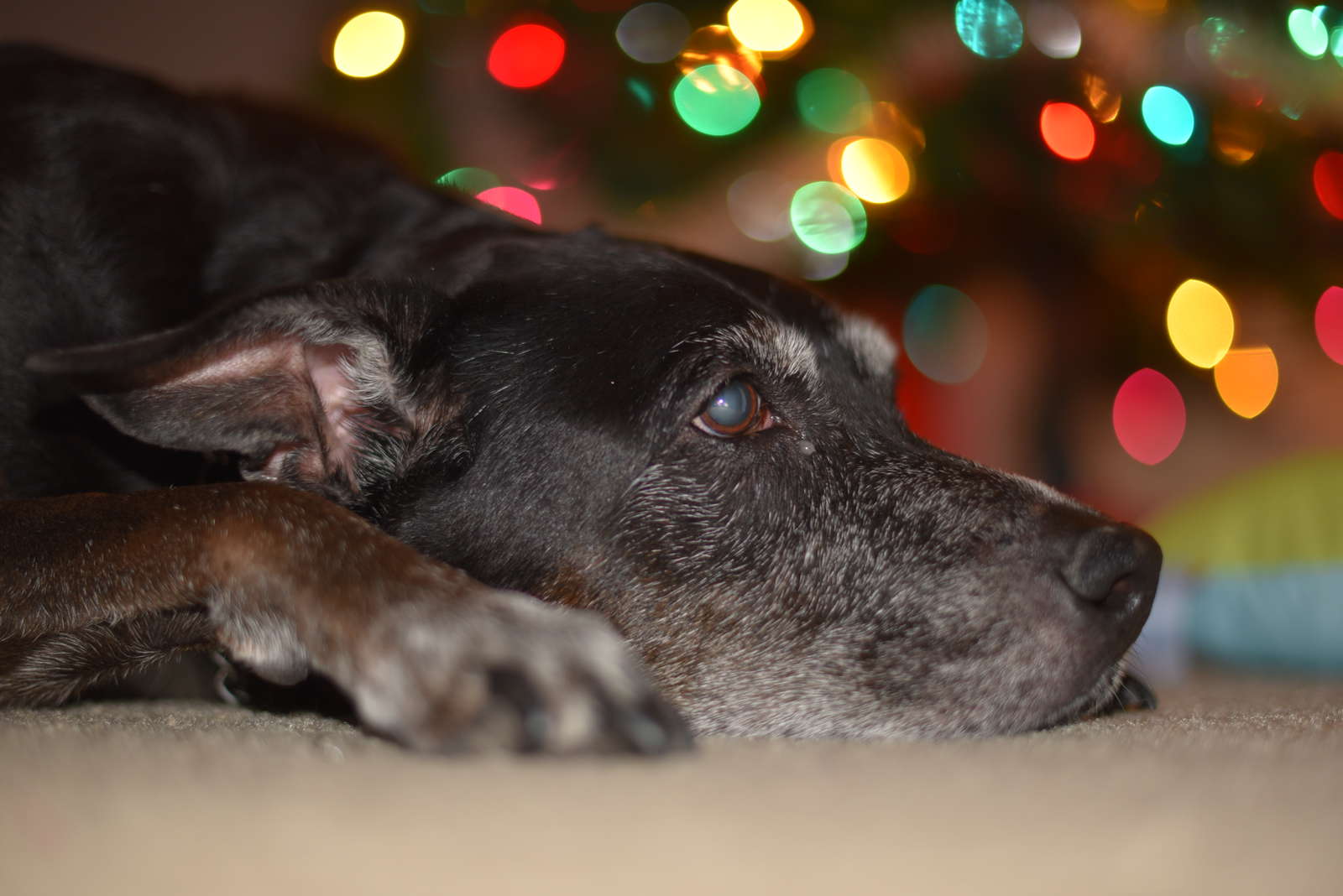 Simone laying by Christmas tree