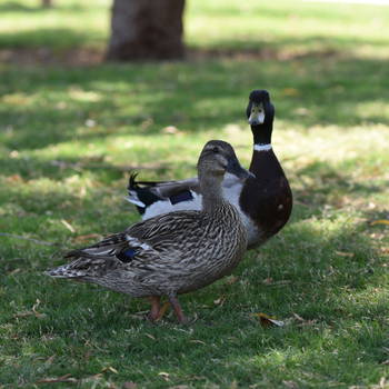 Ducks passing through our picnic