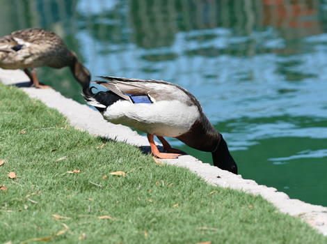 Ducks ready to dive into the lake
