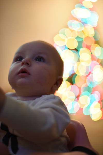 Remy with xmas tree blurred in background