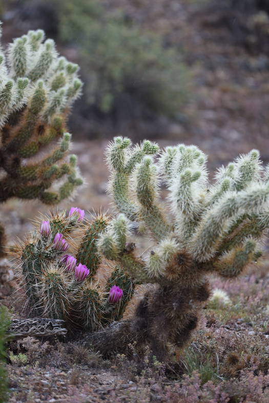 Cactus blooms