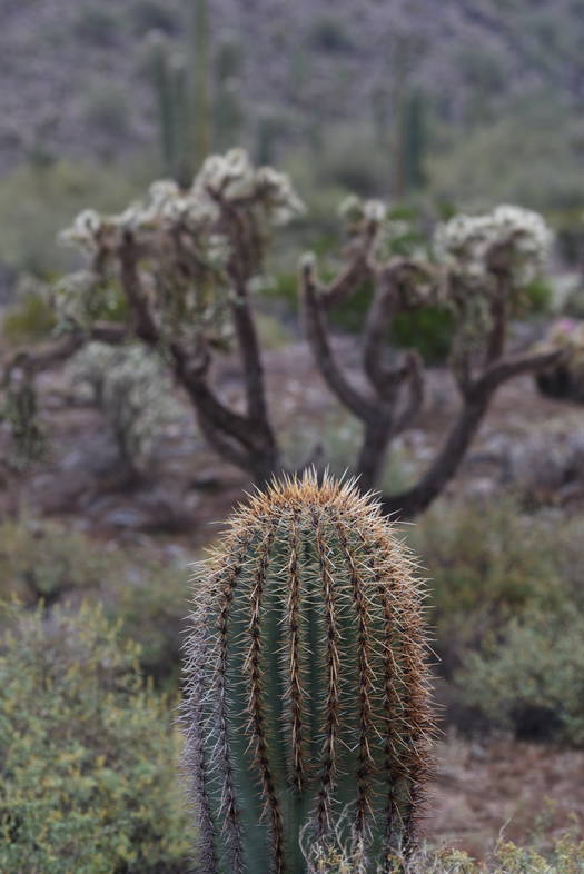 Saguaro cactus spine