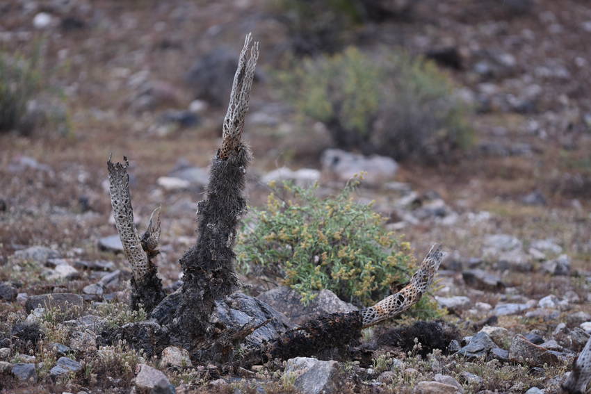 Wood ribs of dead cactus